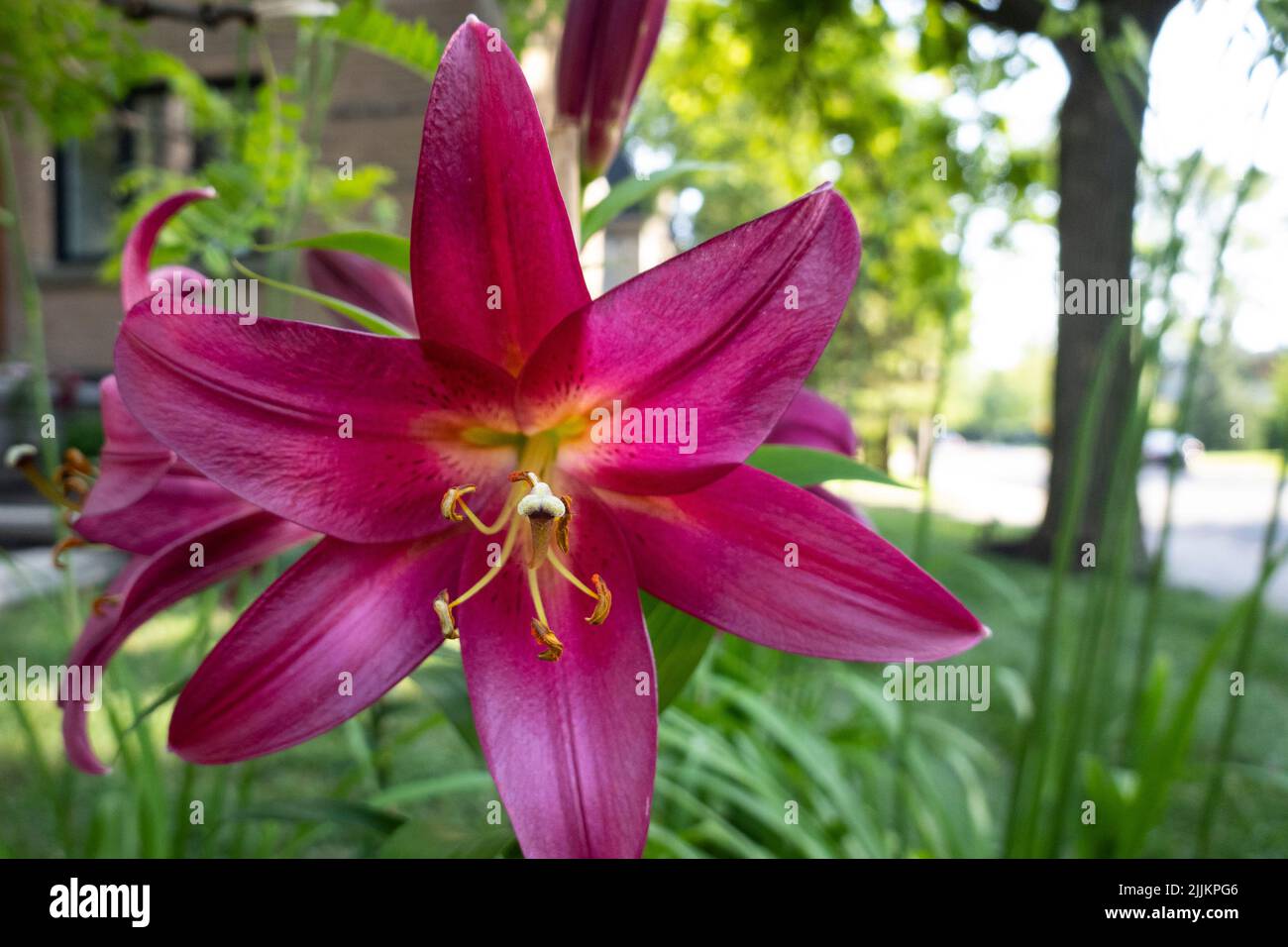 Beautiful lily pink flower in a front yard garden Stock Photo