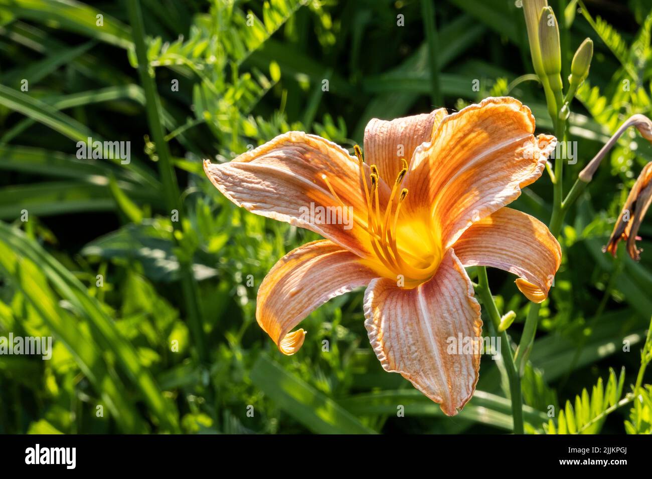 Beautiful daylily in a city park Stock Photo