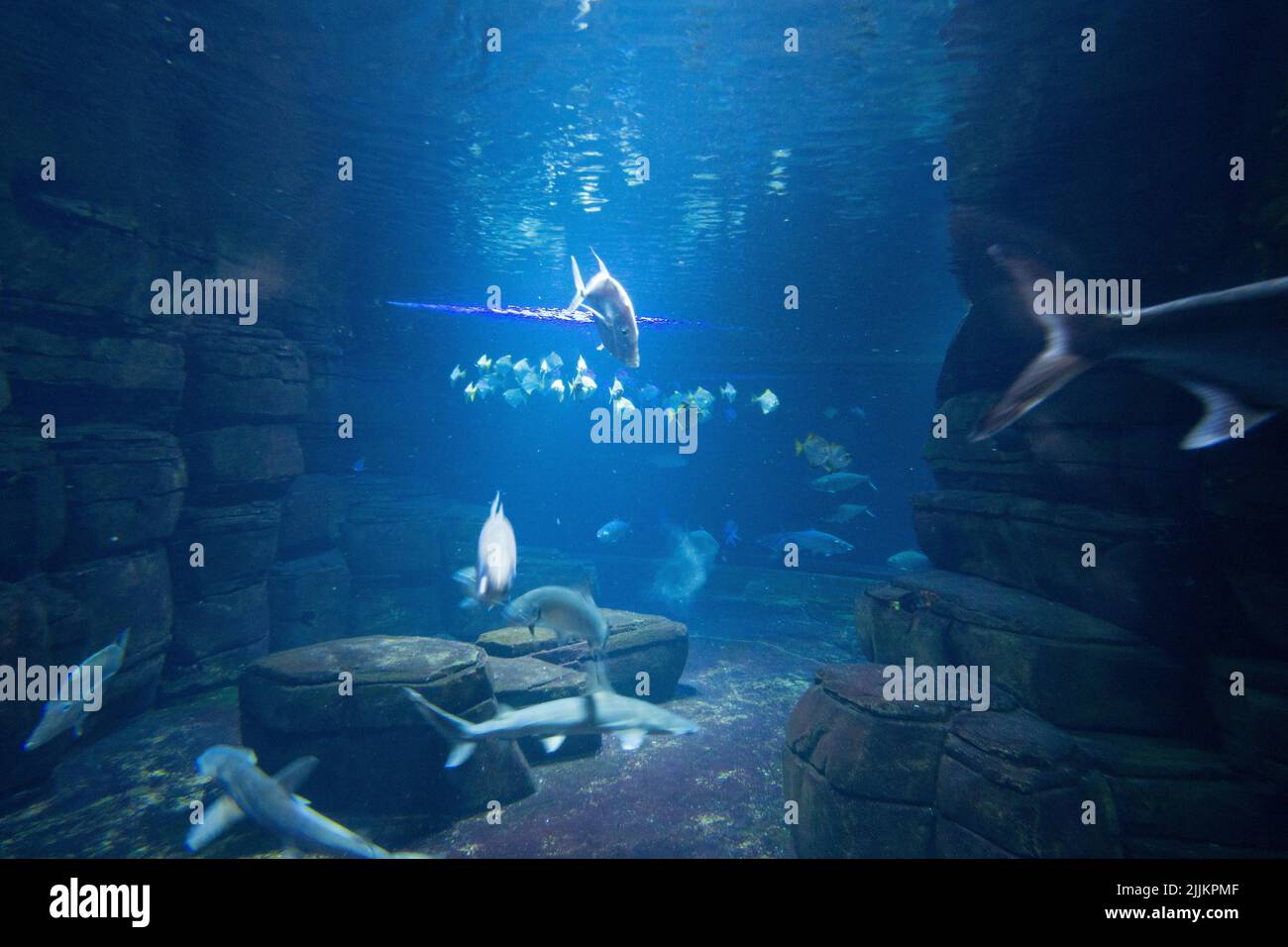 An underwater view with animals and plants under blue light Stock Photo