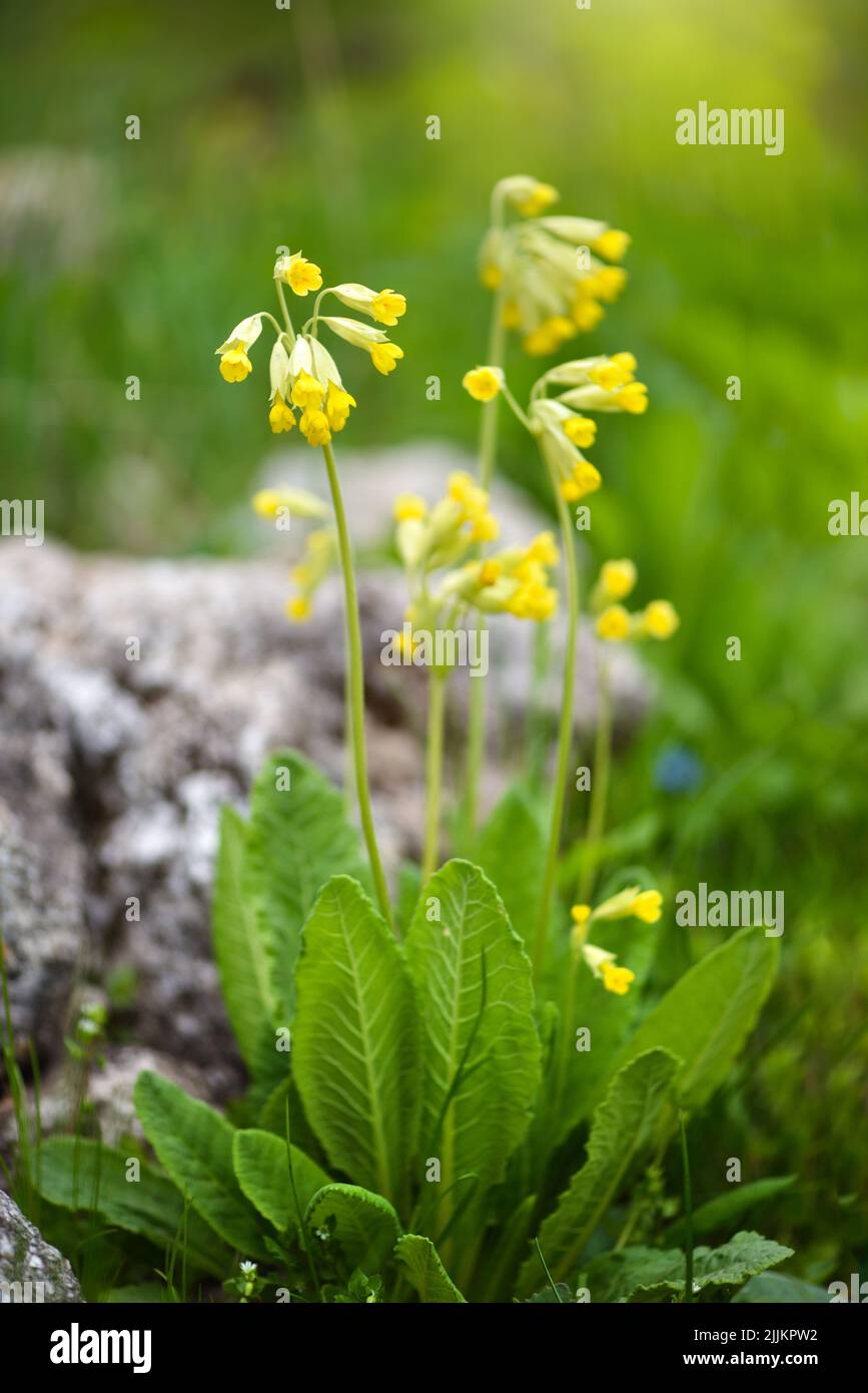 Cowslip flowers (Primula veris) on a spring meadow, close-up, selective focus Stock Photo