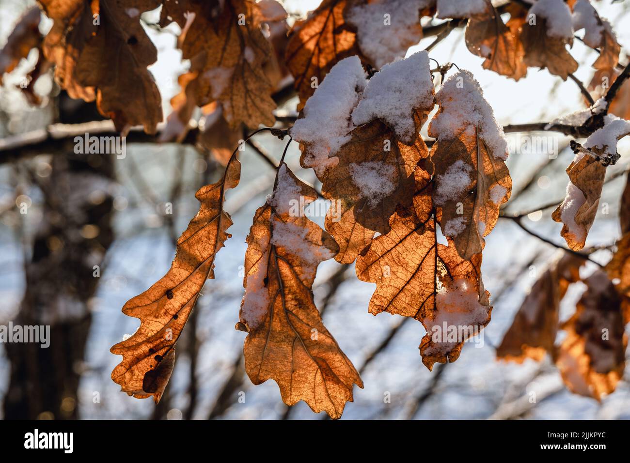 Oak tree leaves during winter in Poland Stock Photo