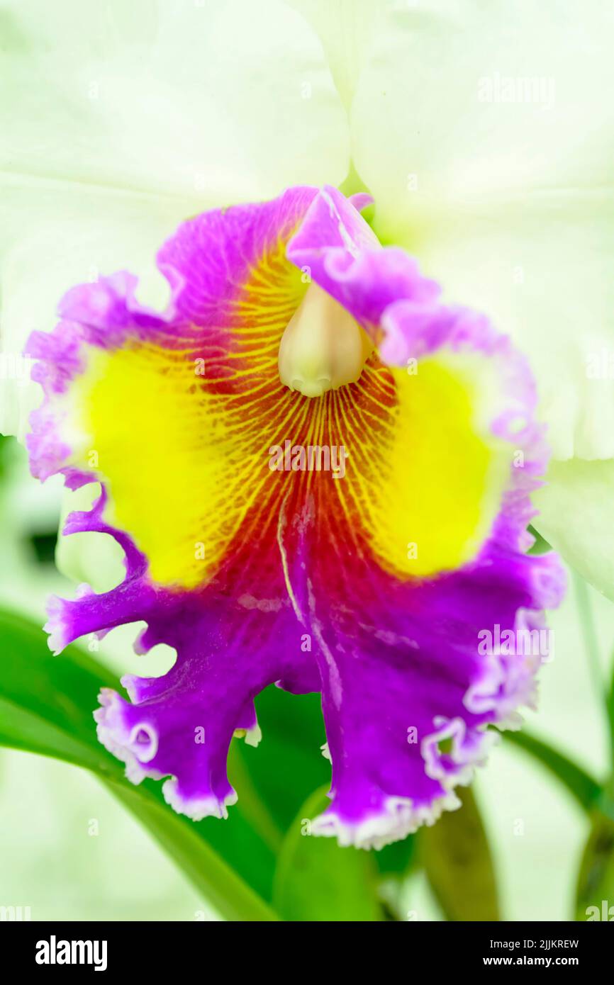 A beautiful Cattleya orchid flower in a garden Stock Photo