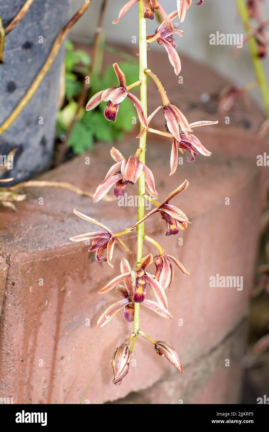 A closeup shot of Cymbidium aloifolium (Epiphytic orchid) growing in the garden Stock Photo