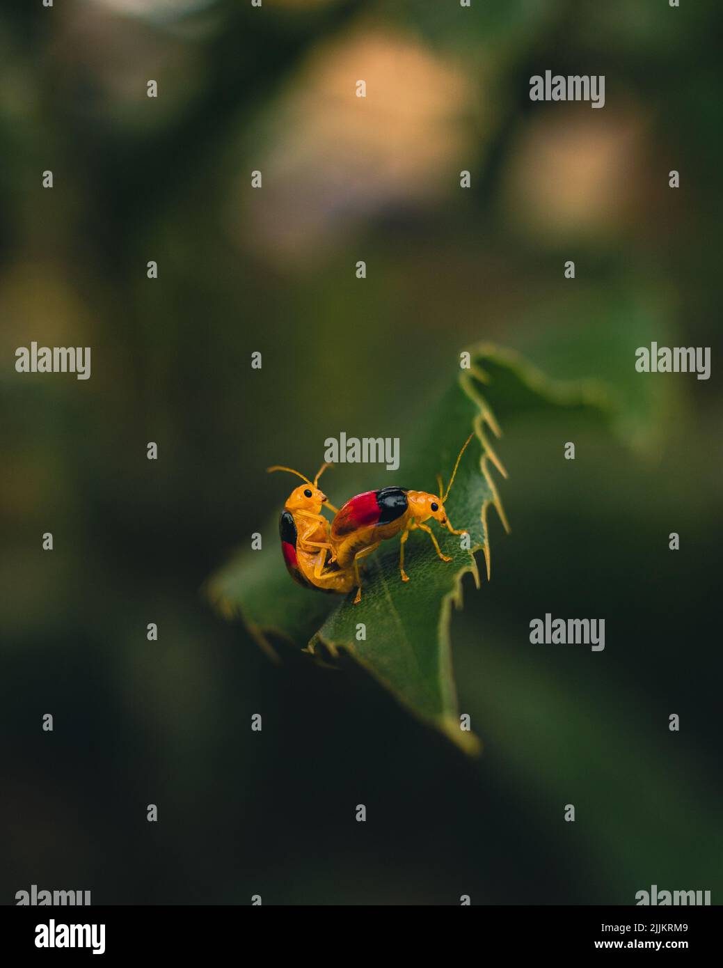 Two Mating Insects Mating insects hi-res stock photography and images - Alamy