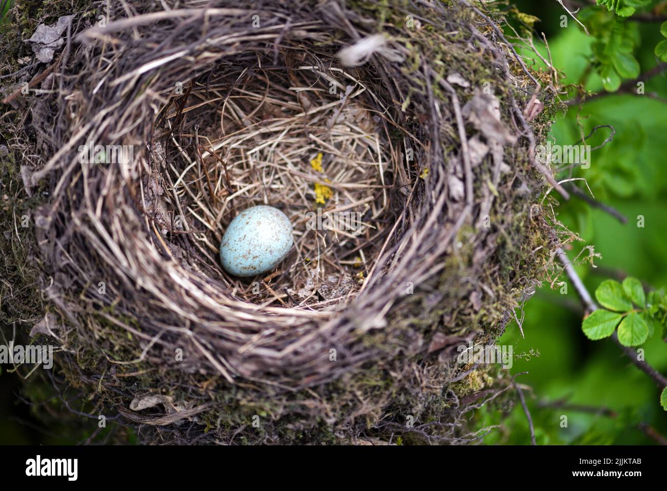 Bird nest with egg in wild nature Stock Photo - Alamy