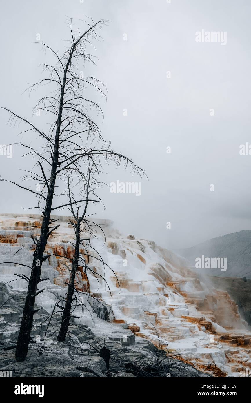 A beautiful view of a mountain landscape with dead trees on a foggy day in Yellowstone National Park Stock Photo