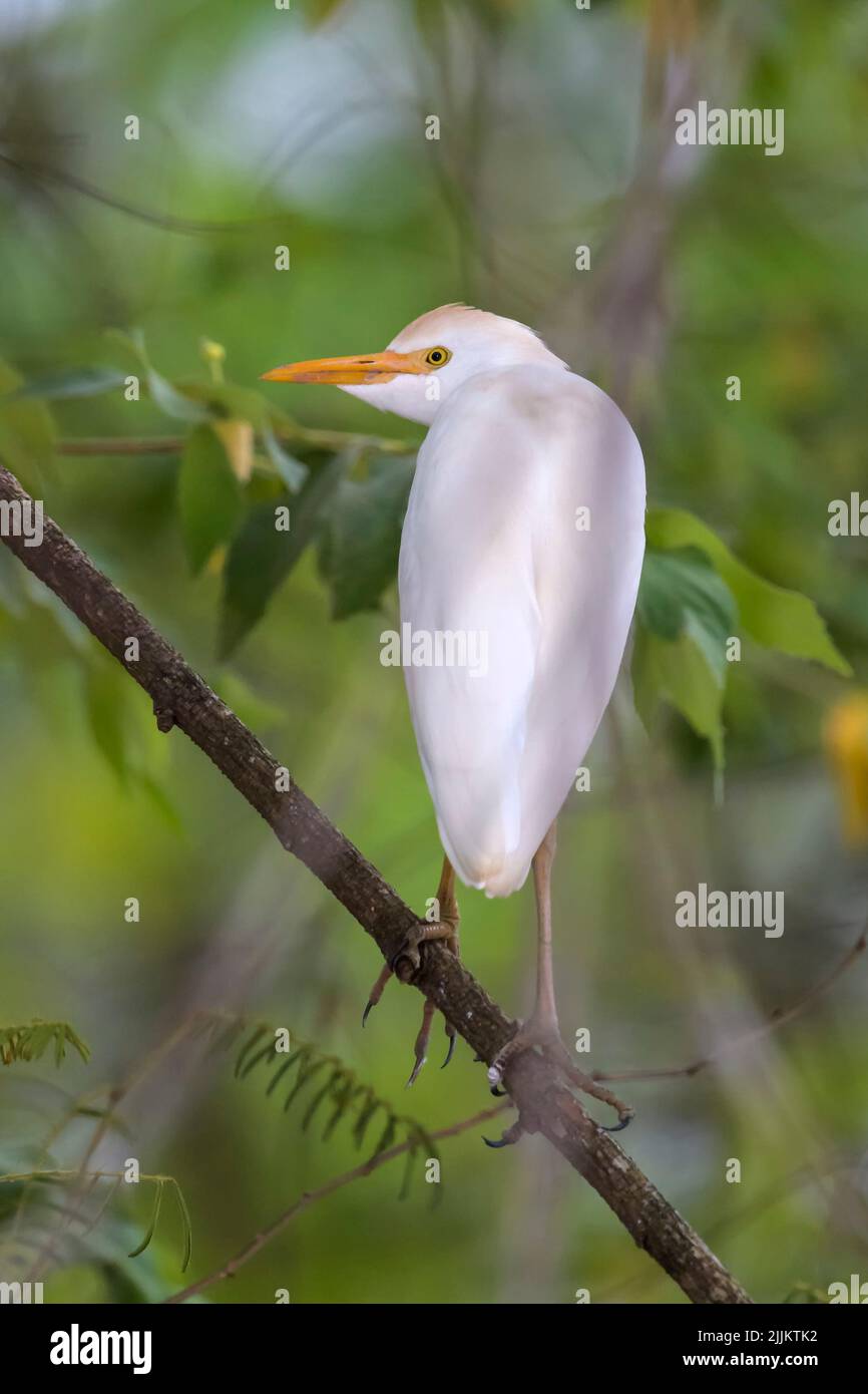 Cattle Egret (Bubulcus ibis) perched in mangrove forest, Tarcoles river, Costa Rica. Stock Photo