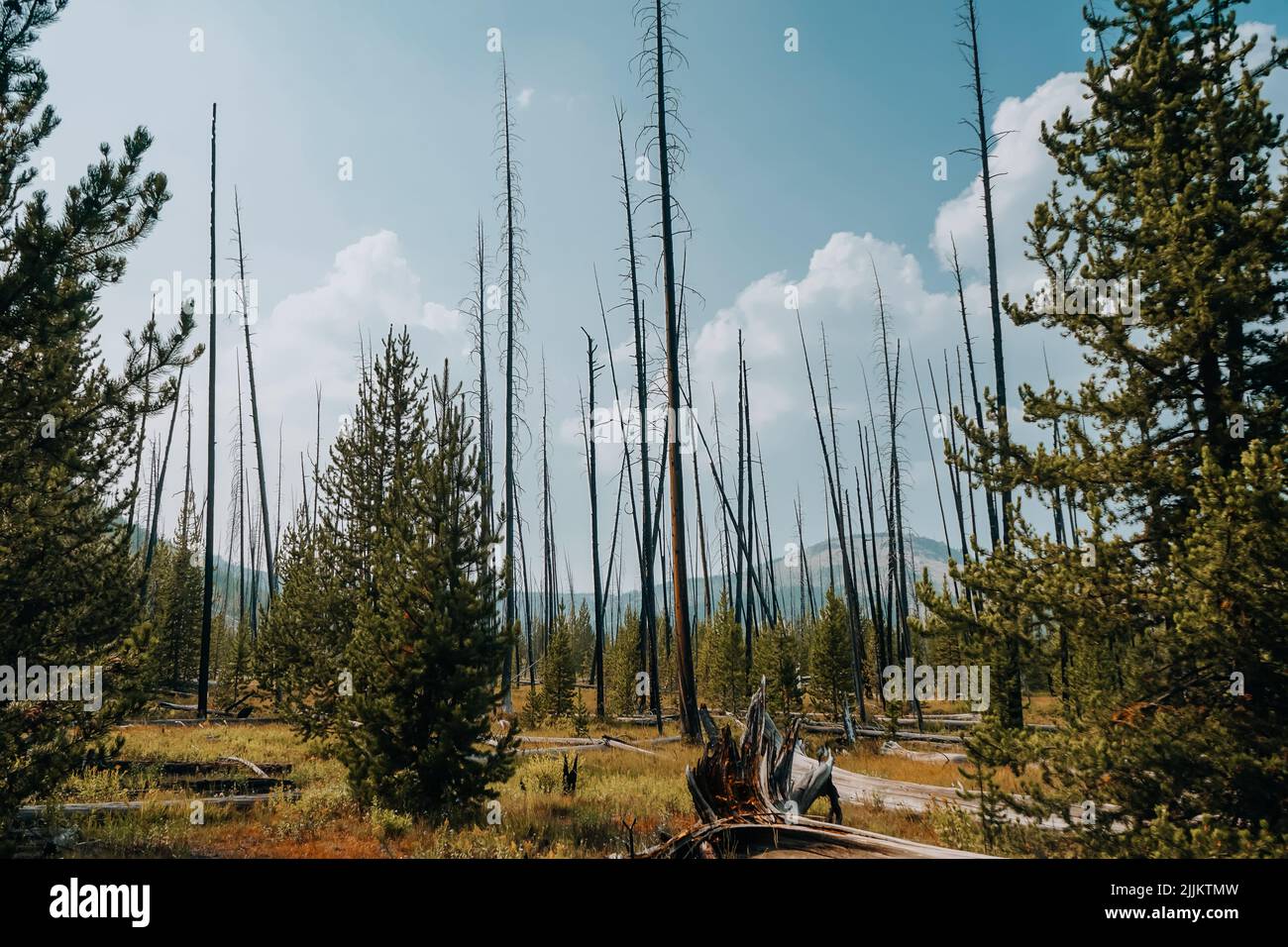 A beautiful view of dead trees in Yellowstone on a sunny day Stock Photo