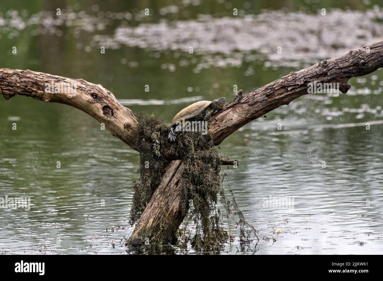 European pond terrapin (Emys orbicularis). Romania Stock Photo
