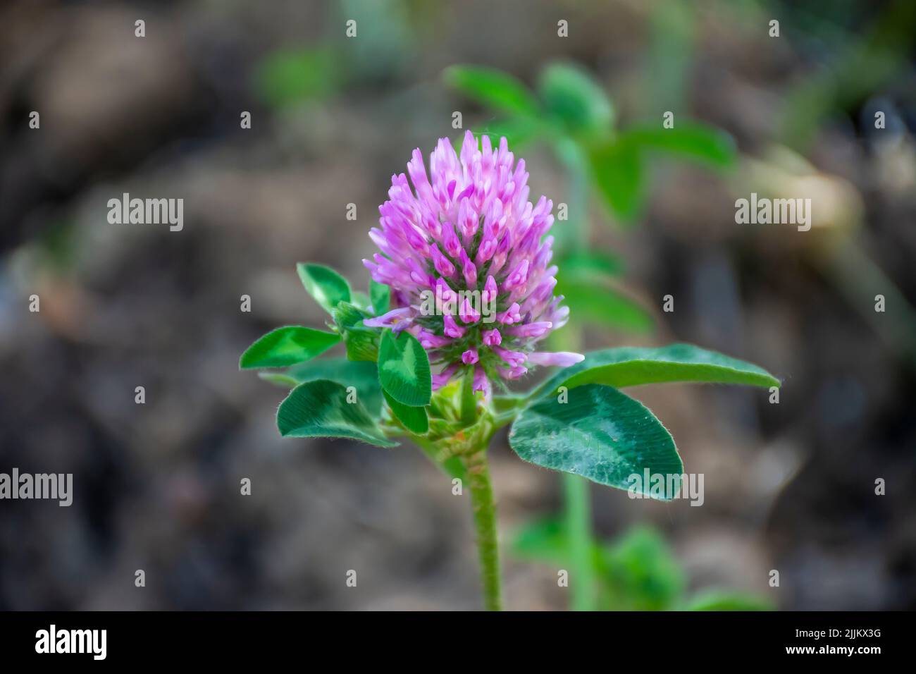 Close up picture of a purple flower hi-res stock photography and images ...