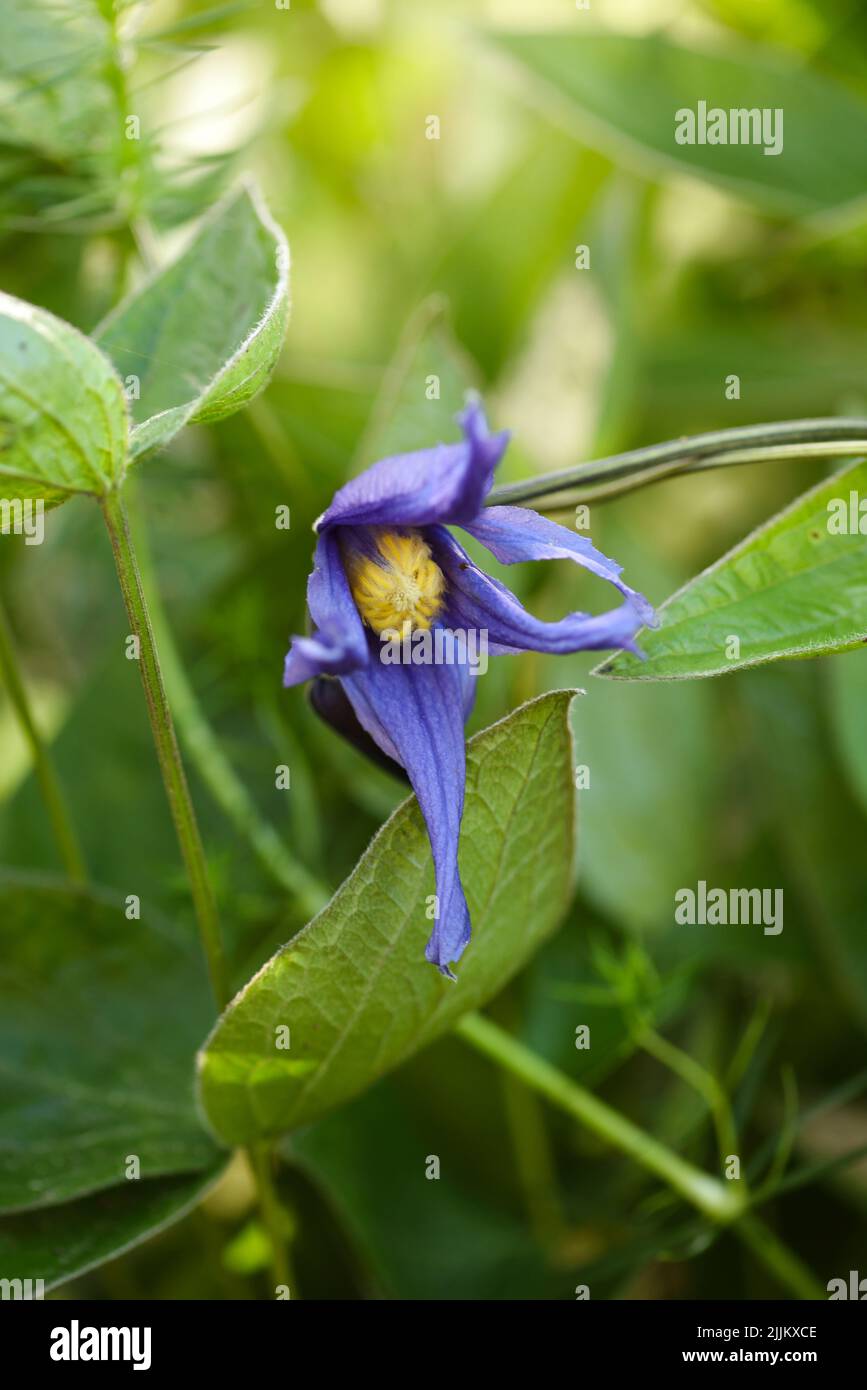 Clematis integrifolia flowers with green foliage in the garden. Soft focus Stock Photo