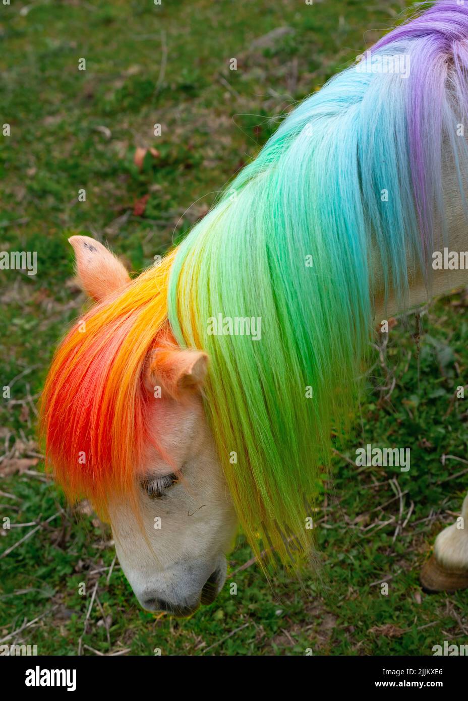 My LIttle Pony, a White horse with a rainbow main. Stock Photo