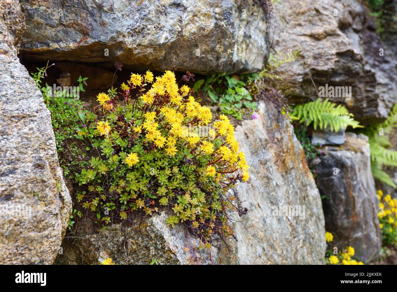Early spring yellow flowering groundcover plant Stonecrop (Sedum) Stock Photo