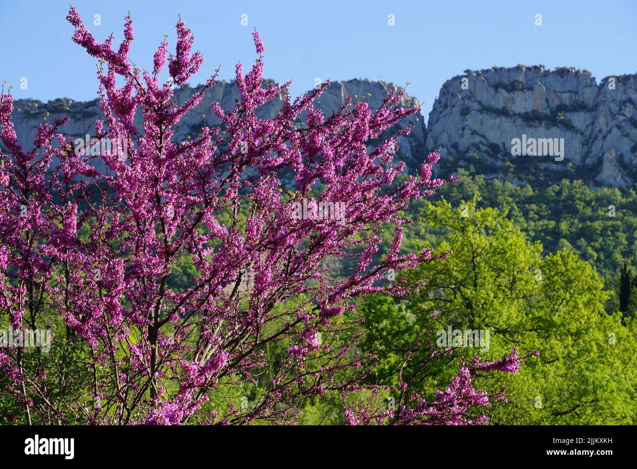 buis les barronnies south france Stock Photo