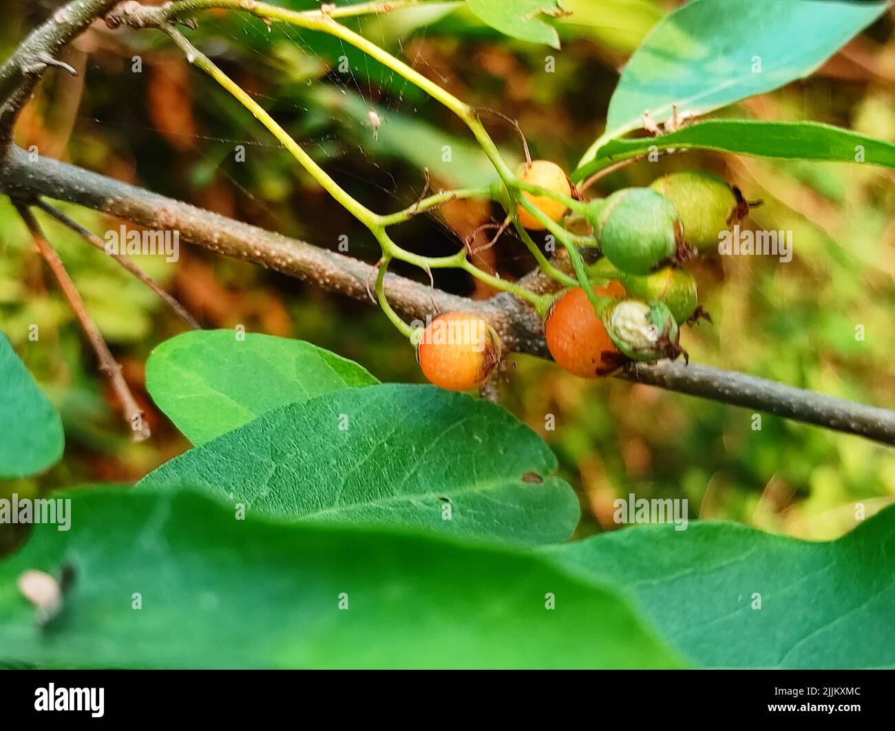 Fragrant manjack cordia dichotoma hires stock photography and images