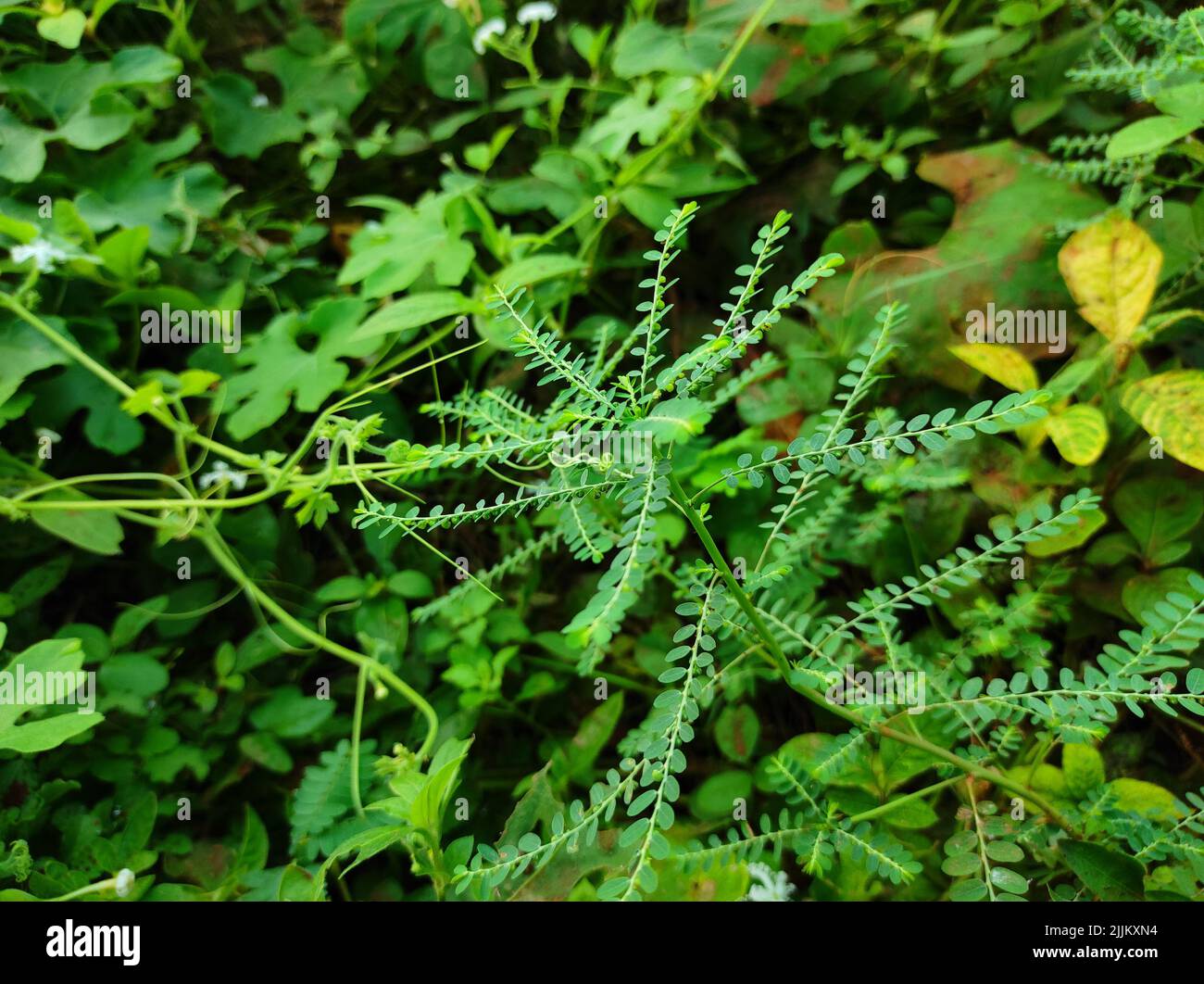 Bhumi amla hi-res stock photography and images - Alamy