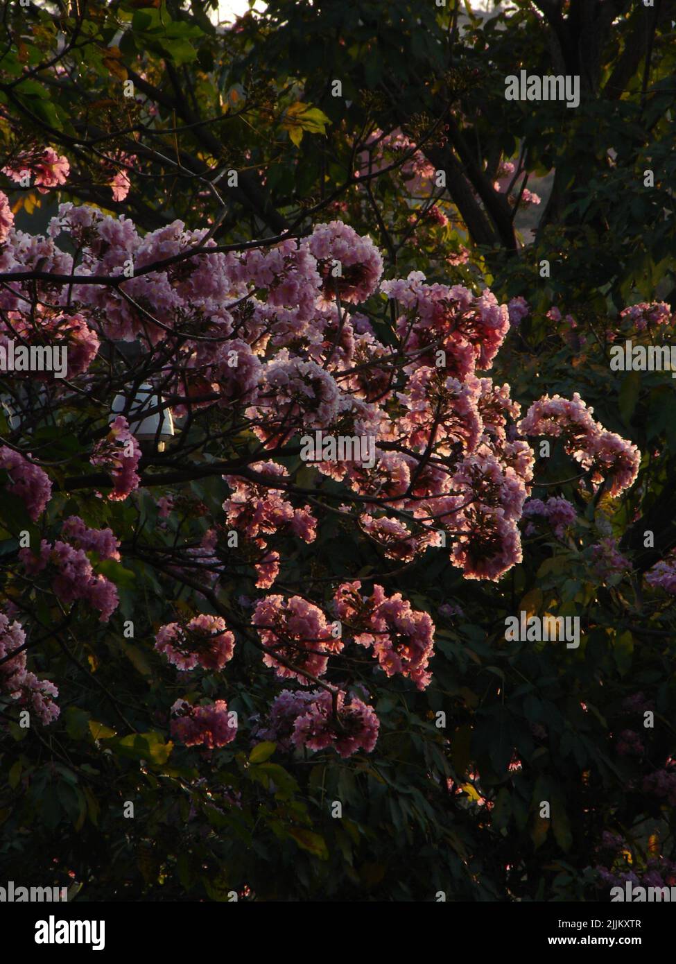 A vertical shot of the beautiful Tabebuia rosea, pink poui tree. Stock Photo