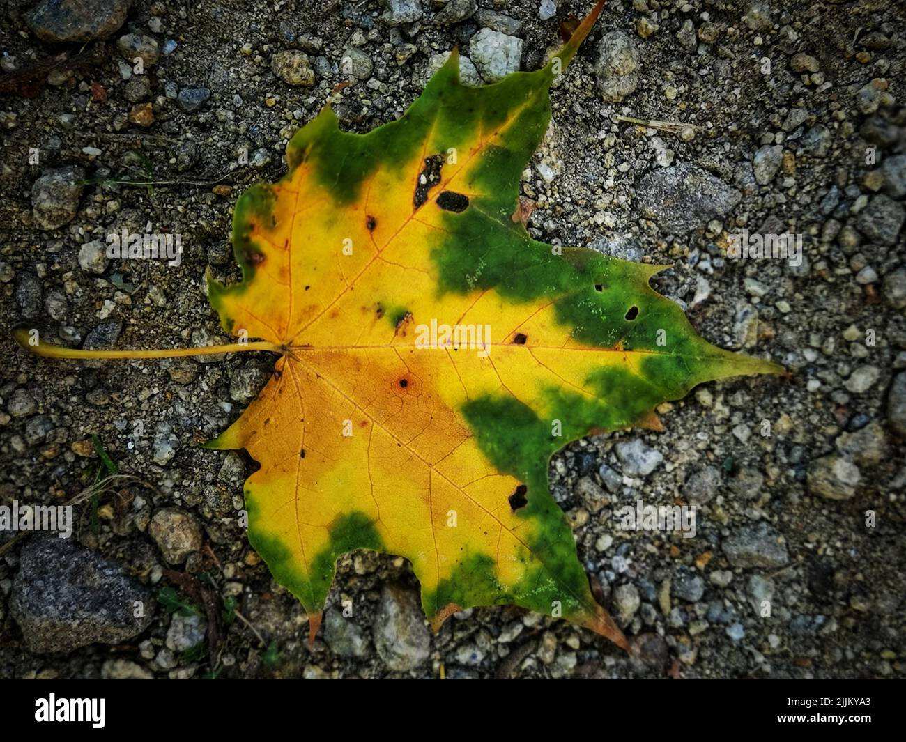 Macro shot maple leaf hi-res stock photography and images - Alamy