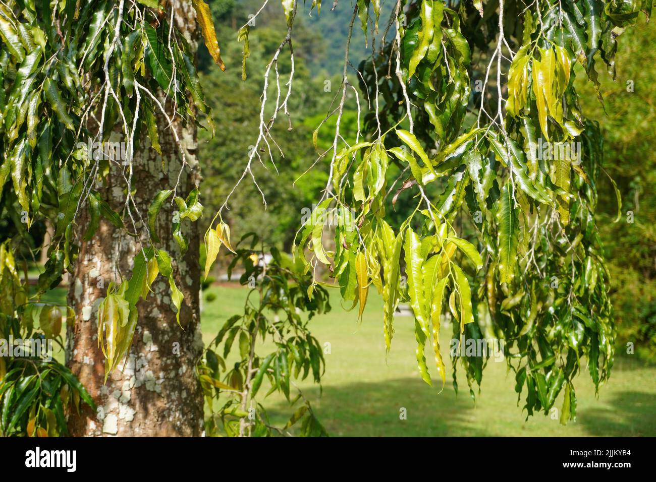 A closeup of Candle Tree (Parmentiera cereifera) plant leaves under the