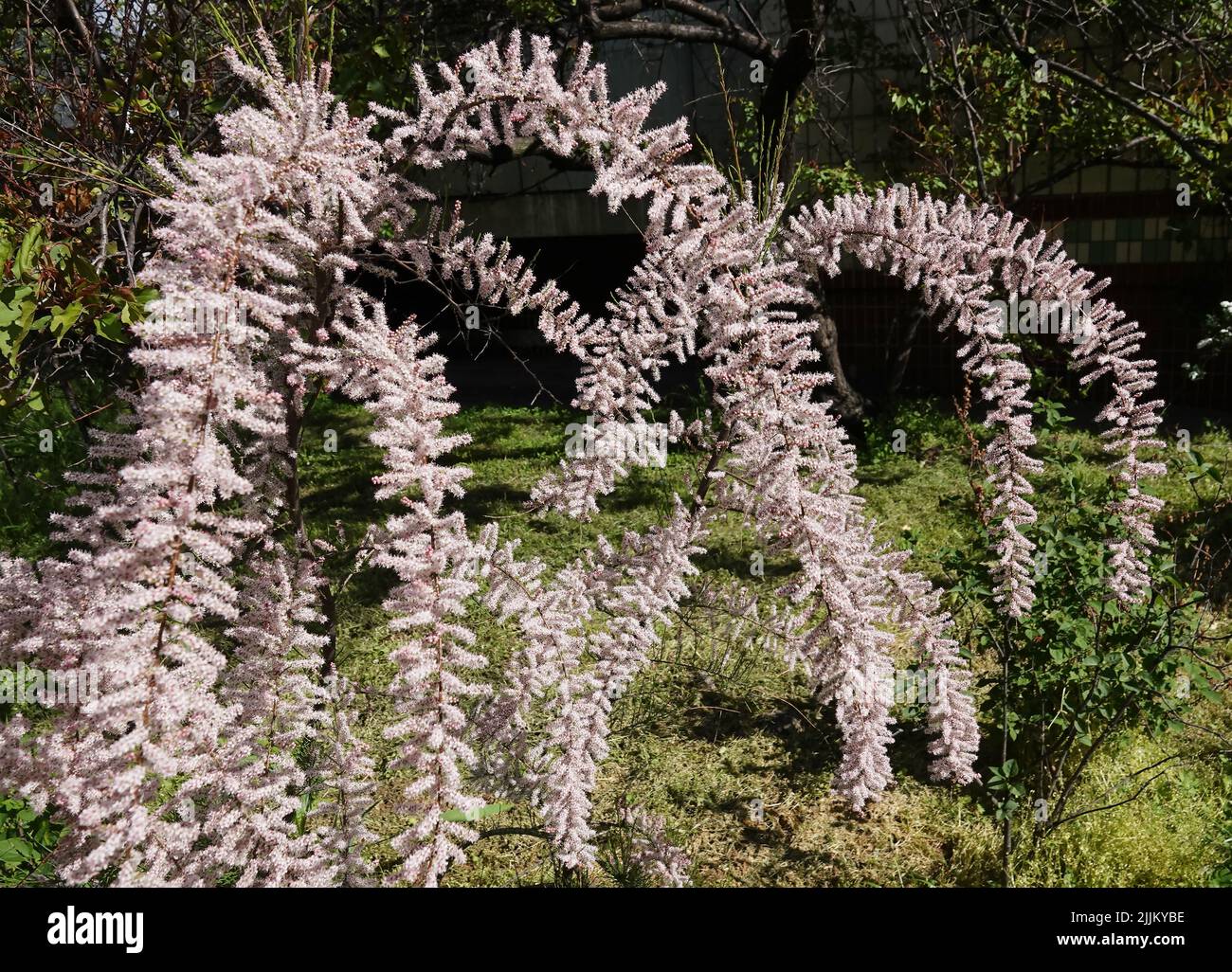 Flowers Grebenshik or Tamarix Gallica or French Tamarisk bush with small flowers blooming in spring Stock Photo