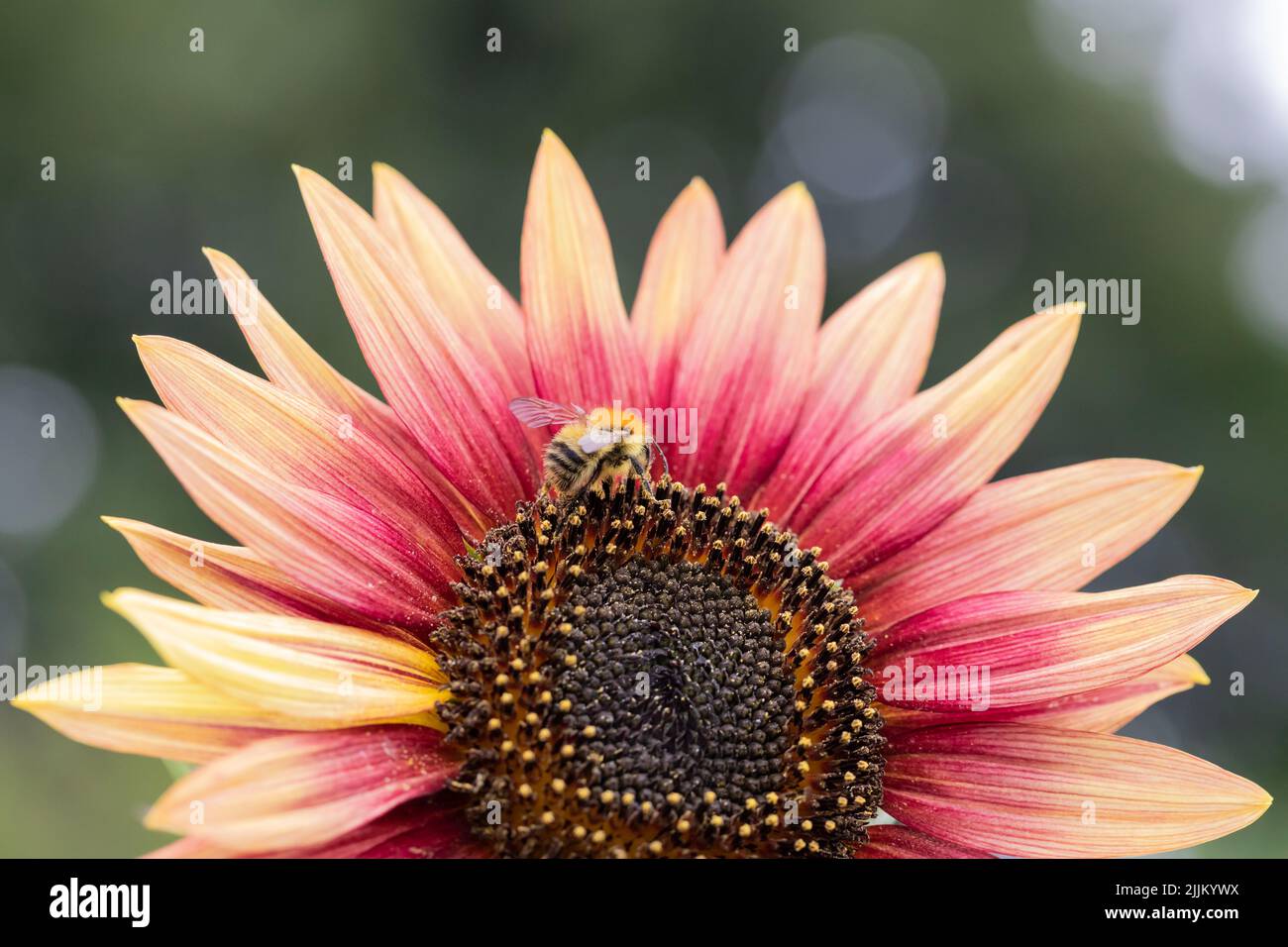 Common Carder bumblebee, Bombus pascuorum on a sunflower, England, UK Stock Photo