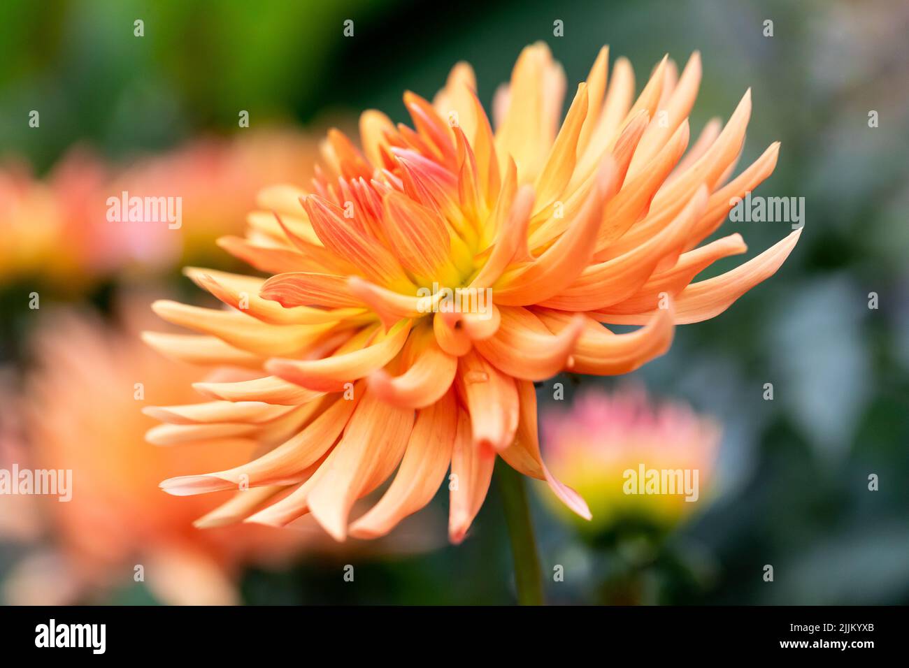 Orange semi cactus Dahlia flower closeup, UK Stock Photo