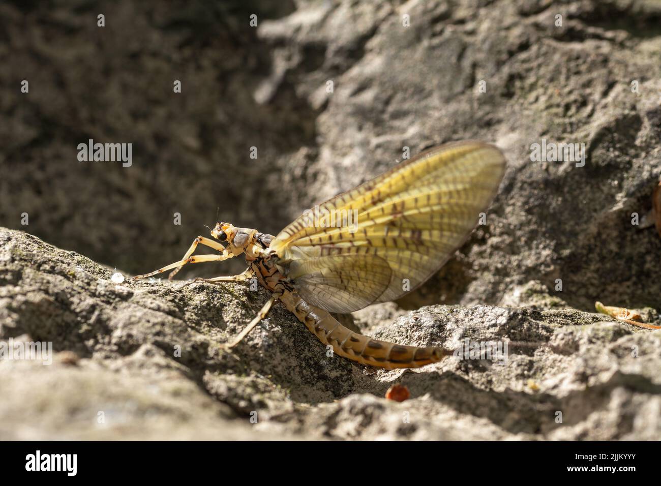A close-up shot of an Ephemera vulgata walking on a rocky surface. Stock Photo
