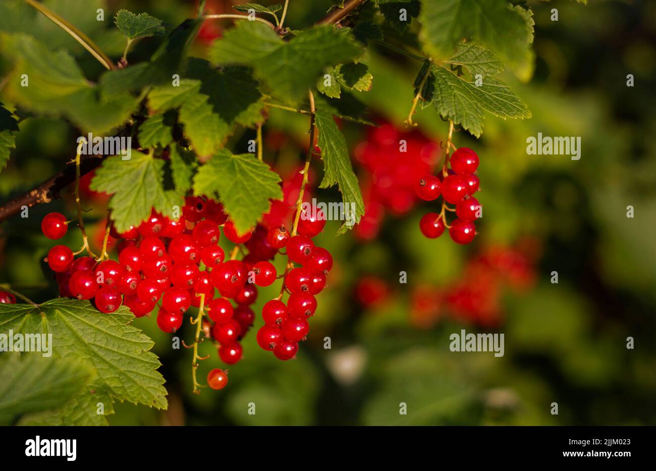 Macro shot of ripening red currant berries. Stock Photo