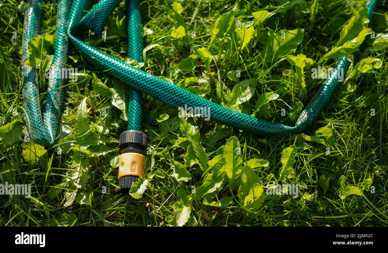 watering hose on a green lawn. Green hose for watering lies on grass. coiled rubber hose. Top view of an rubber hose on the green grass of a mown lawn Stock Photo