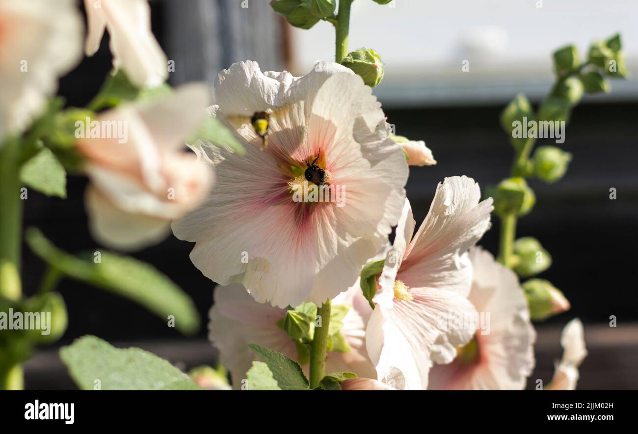 Pink flowers of Hibiscus moscheutos plant close-up. Hibiscus moscheutos ...