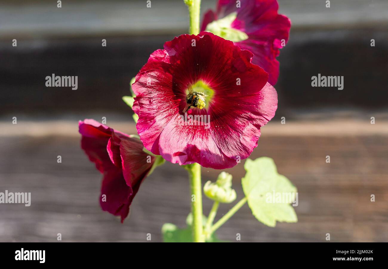 Dark red mallow flowers on a summer day against a wooden wall Stock Photo