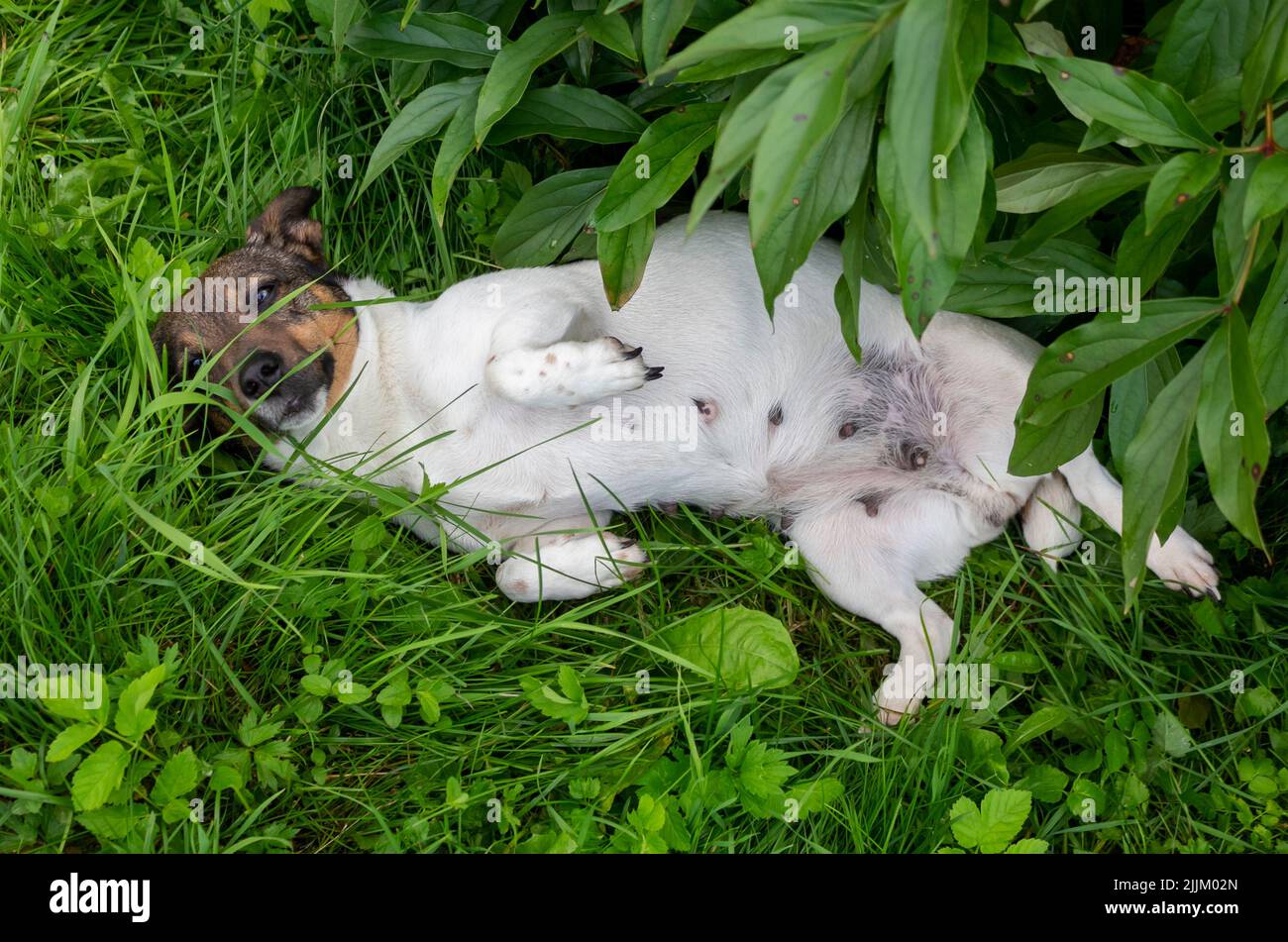 Jack Russell Terrier basks in the green grass. The dog lies upside down Stock Photo
