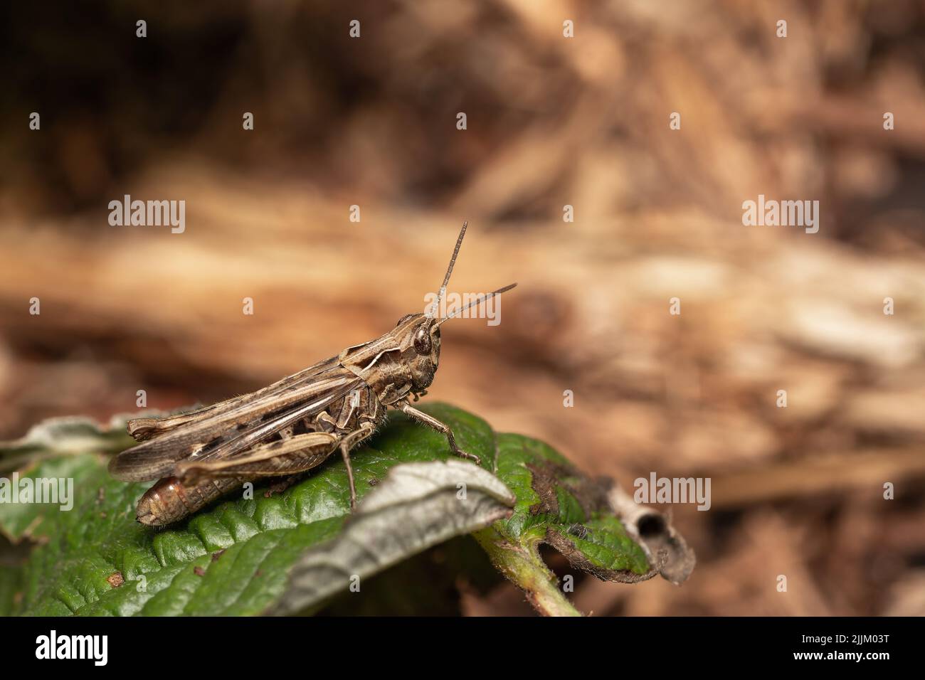 A close-up shot of a grasshopper sitting on a leaf Stock Photo
