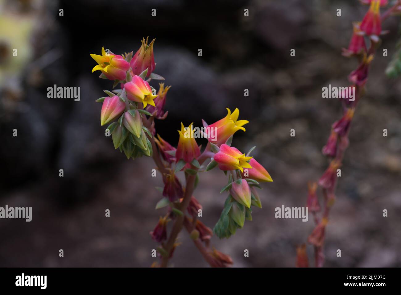 A shallow focus shot of echeveria plant flowers Stock Photo