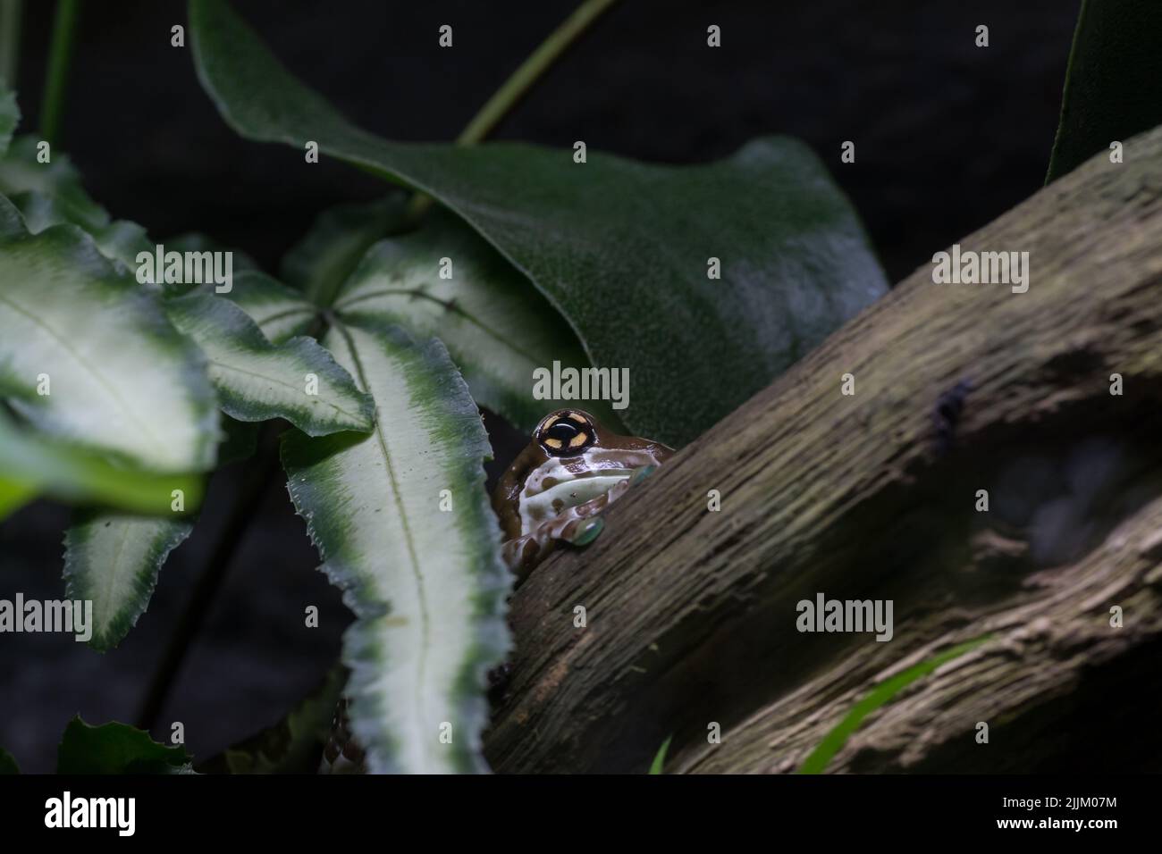 A photo of a tree frog in a tree Stock Photo - Alamy