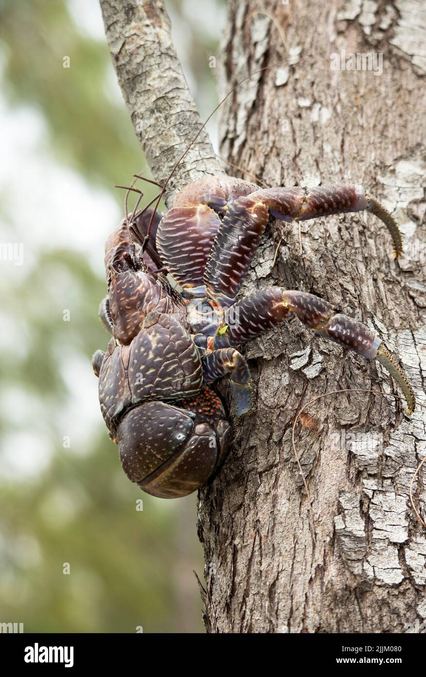 Largest of the land-living Hermit Crab family, the Coconut Crab climbs trees to dislodge coconuts and then feeds on them if they have cracked. Stock Photo