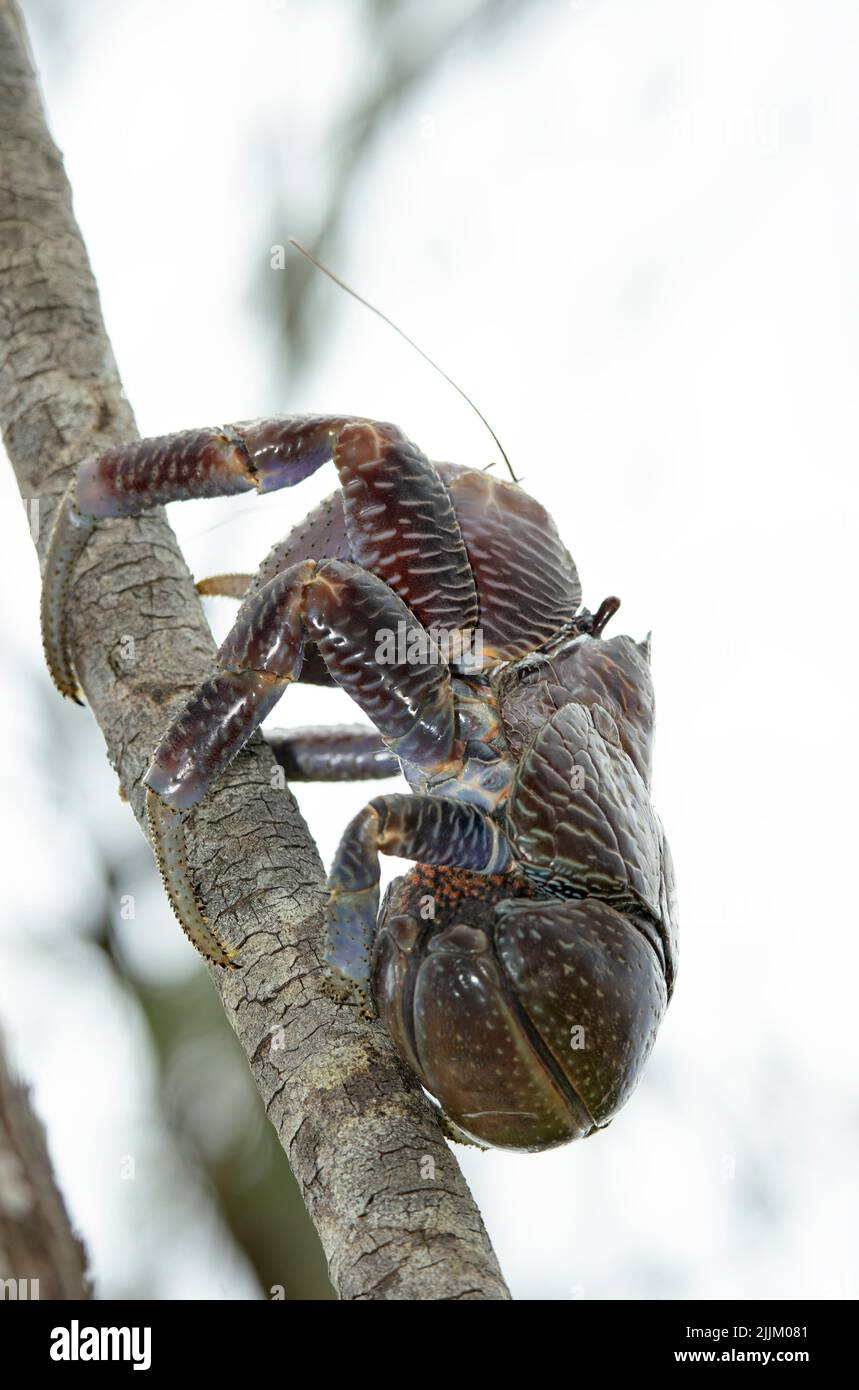 Largest of the land-living Hermit Crab family, the Coconut Crab climbs trees to dislodge coconuts and then feeds on them if they have cracked. Stock Photo