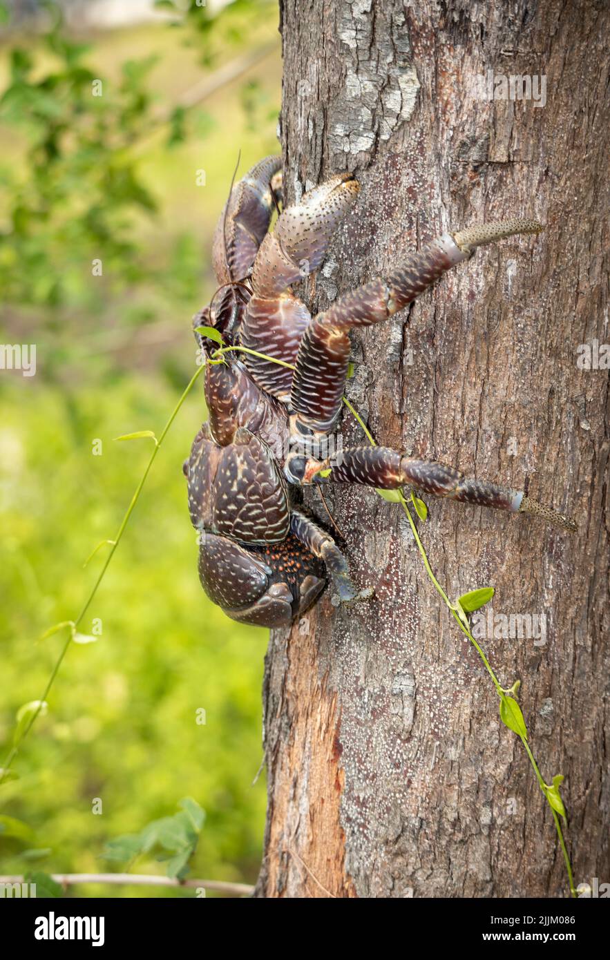 Largest of the land-living Hermit Crab family, the Coconut Crab is so large it not longer requires to protect itself in mollusc shells. Stock Photo