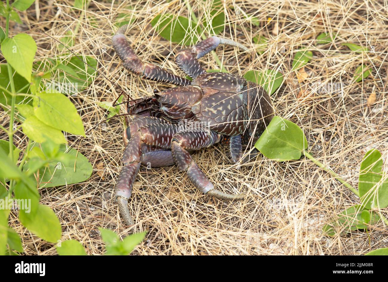 Largest of the land-living Hermit Crab family, the Coconut Crab is so large it not longer requires to protect itself in mollusc shells. Stock Photo