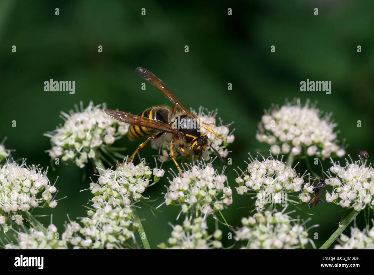 A photo of an Asian hornet insect on a maple-leaved viburnum plant Stock Photo