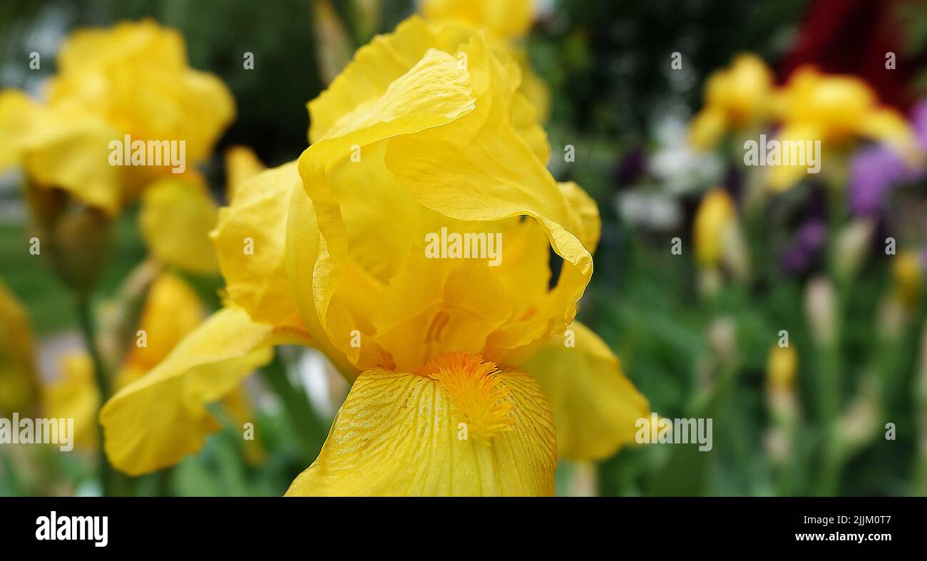 Iris bloom in large flowers with different colors and shades Stock
