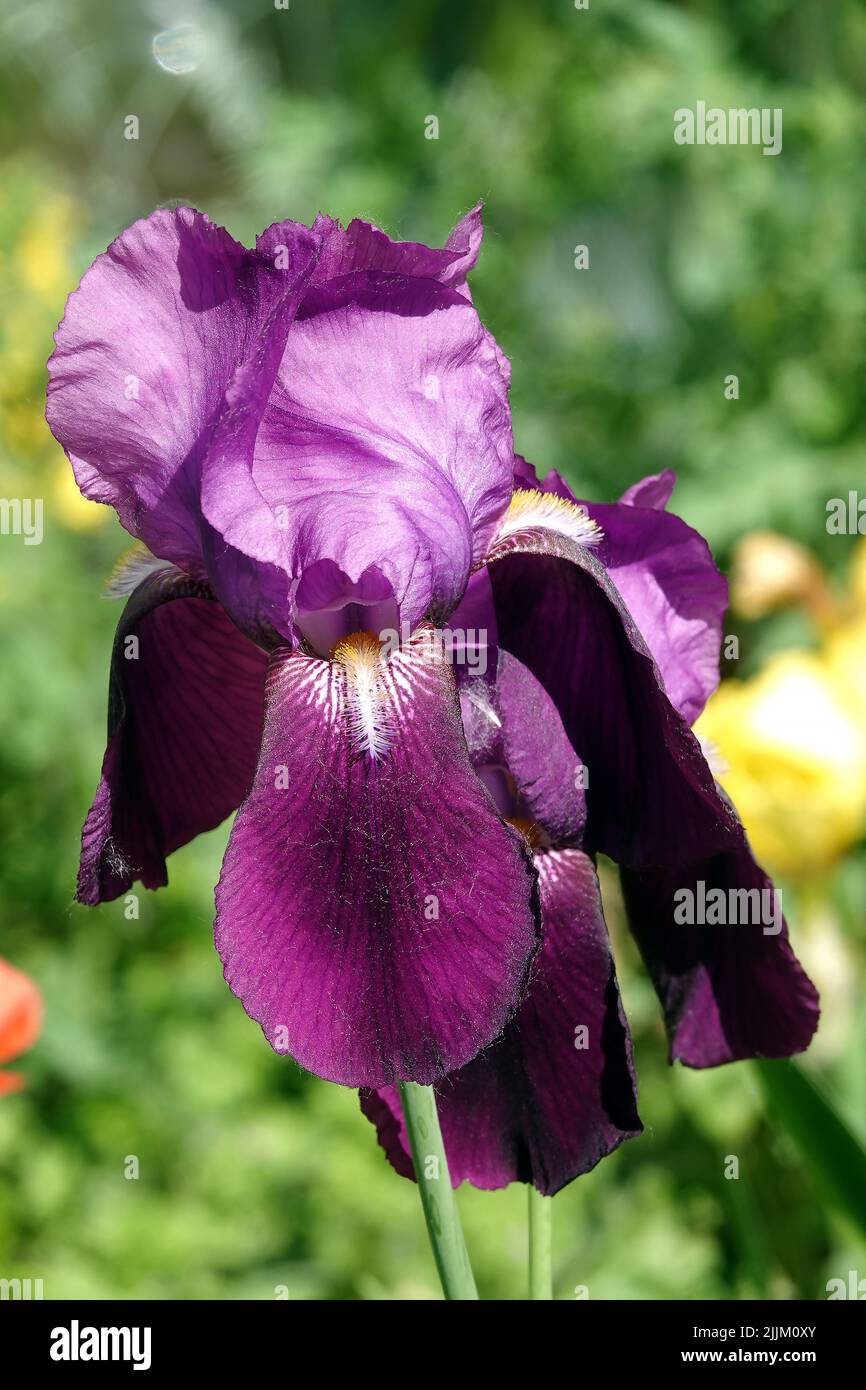 Iris bloom in large flowers with different colors and shades Stock