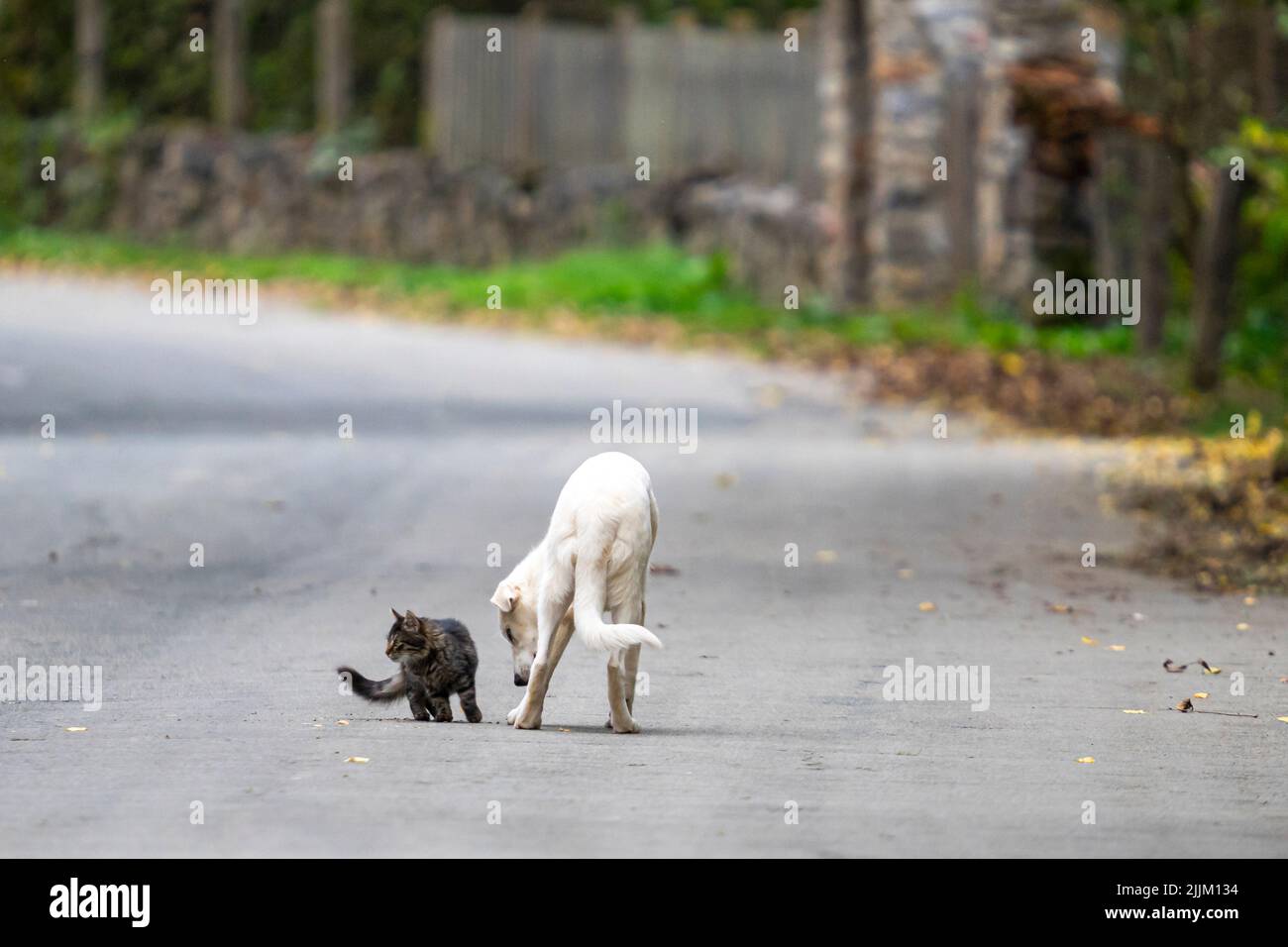 Playful black cat and white dog wandering together outdoors Stock Photo