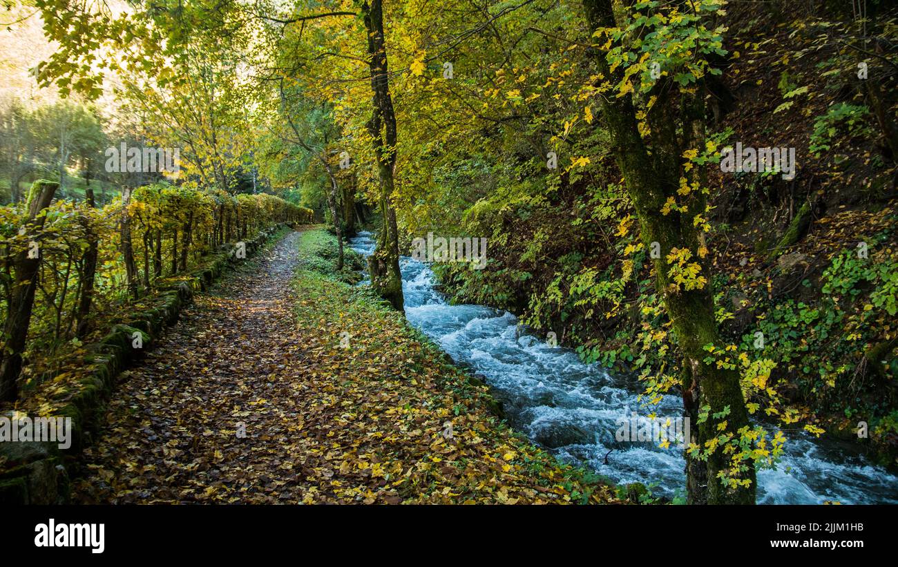 A beautiful view of river flowing through the forest Stock Photo - Alamy