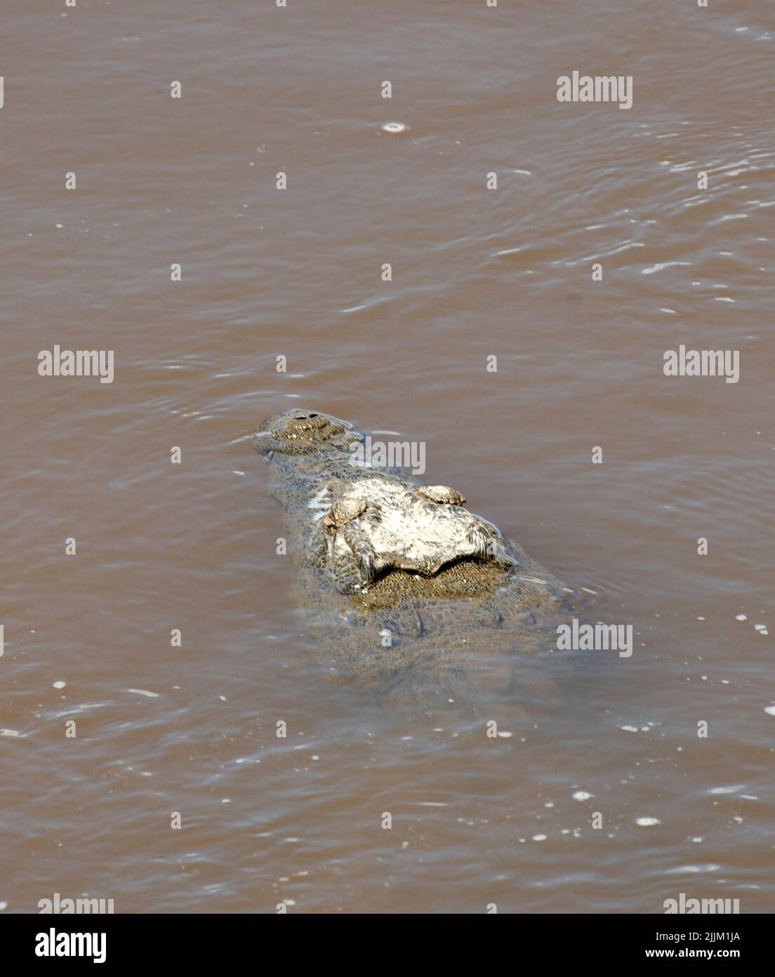 Millions of years of evolution has adapted the Nile Crocodile to the ...