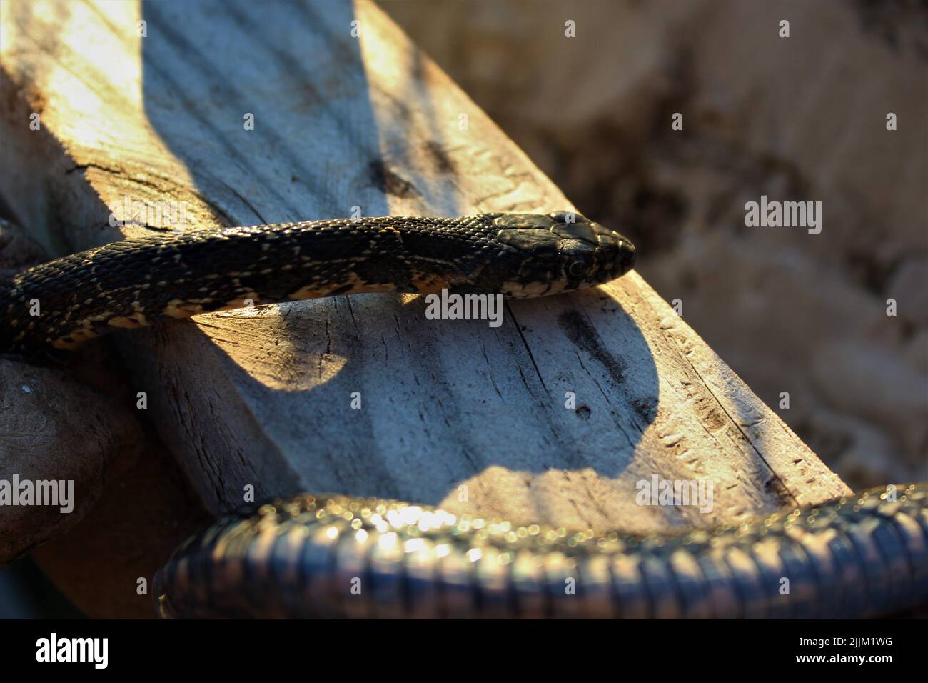 Small Python Snake On Hand Stock Photo 1394475107