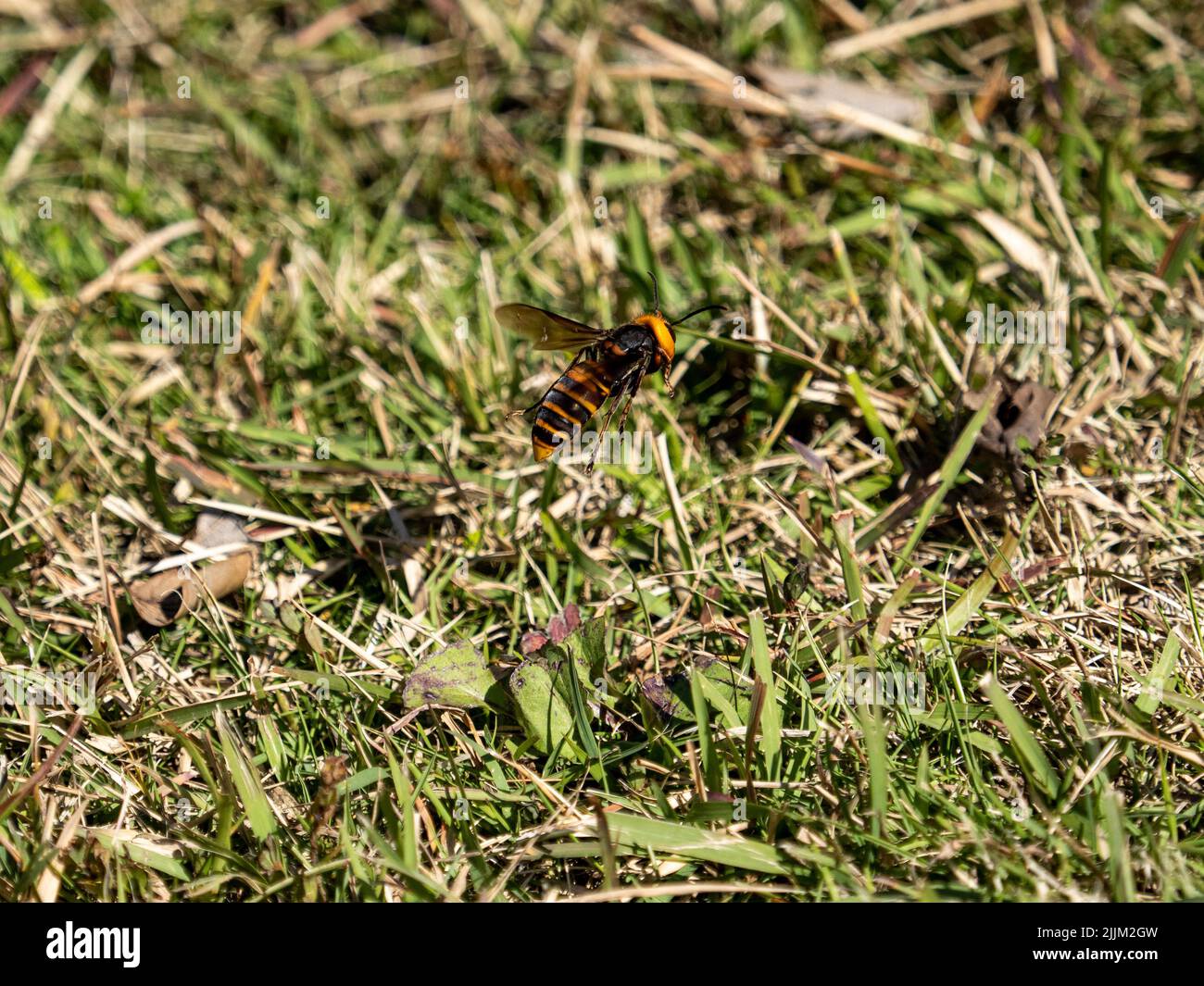 A photo of a Japanese giant hornet flies along the grass in Yokohama, Japan Stock Photo