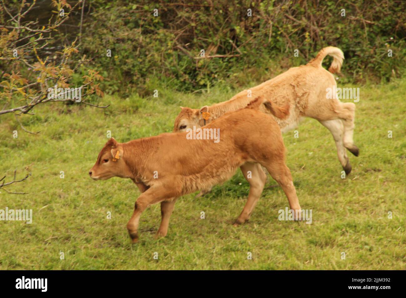 A natural view of brown calves running in the green field Stock Photo