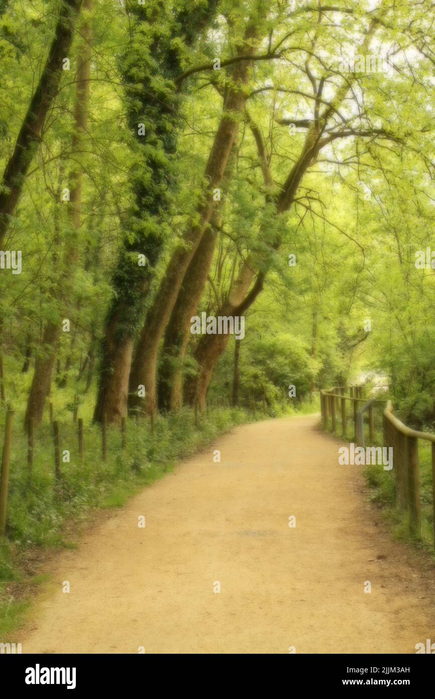 Pathway trees hi-res stock photography and images - Alamy
