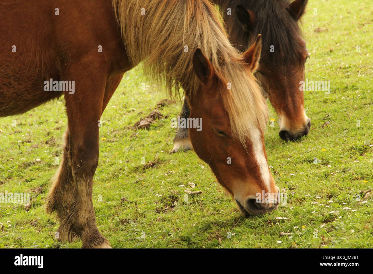 Grass and horses hi-res stock photography and images - Alamy